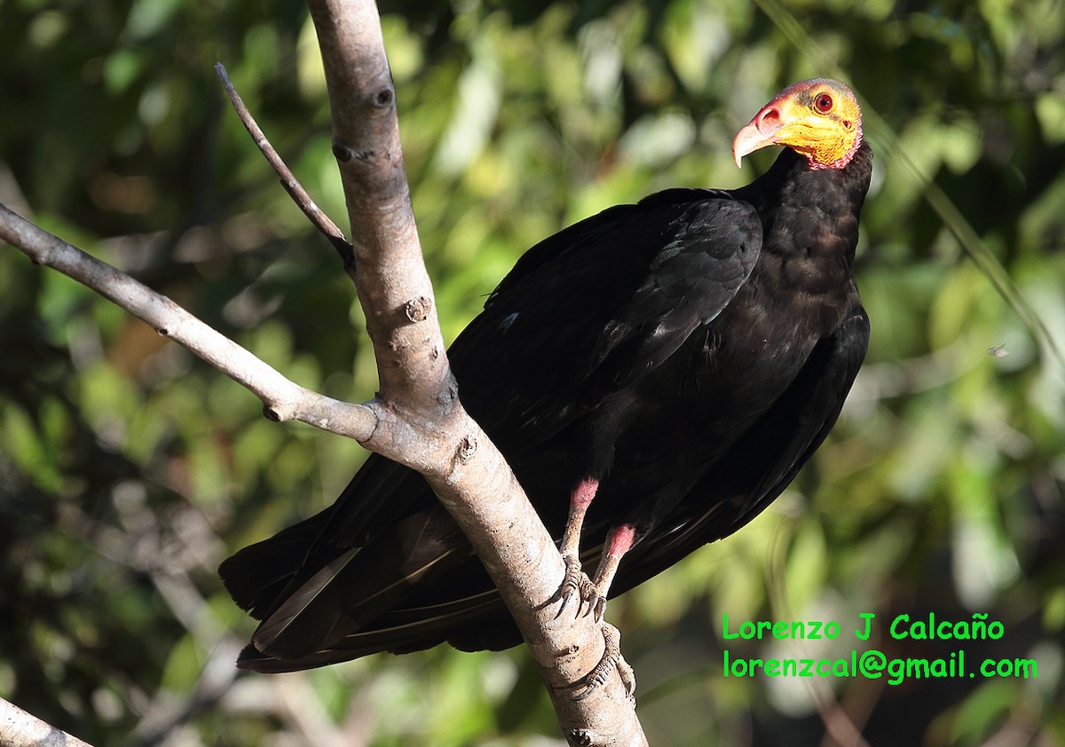 Greater Yellow-headed Vulture - ML140763711