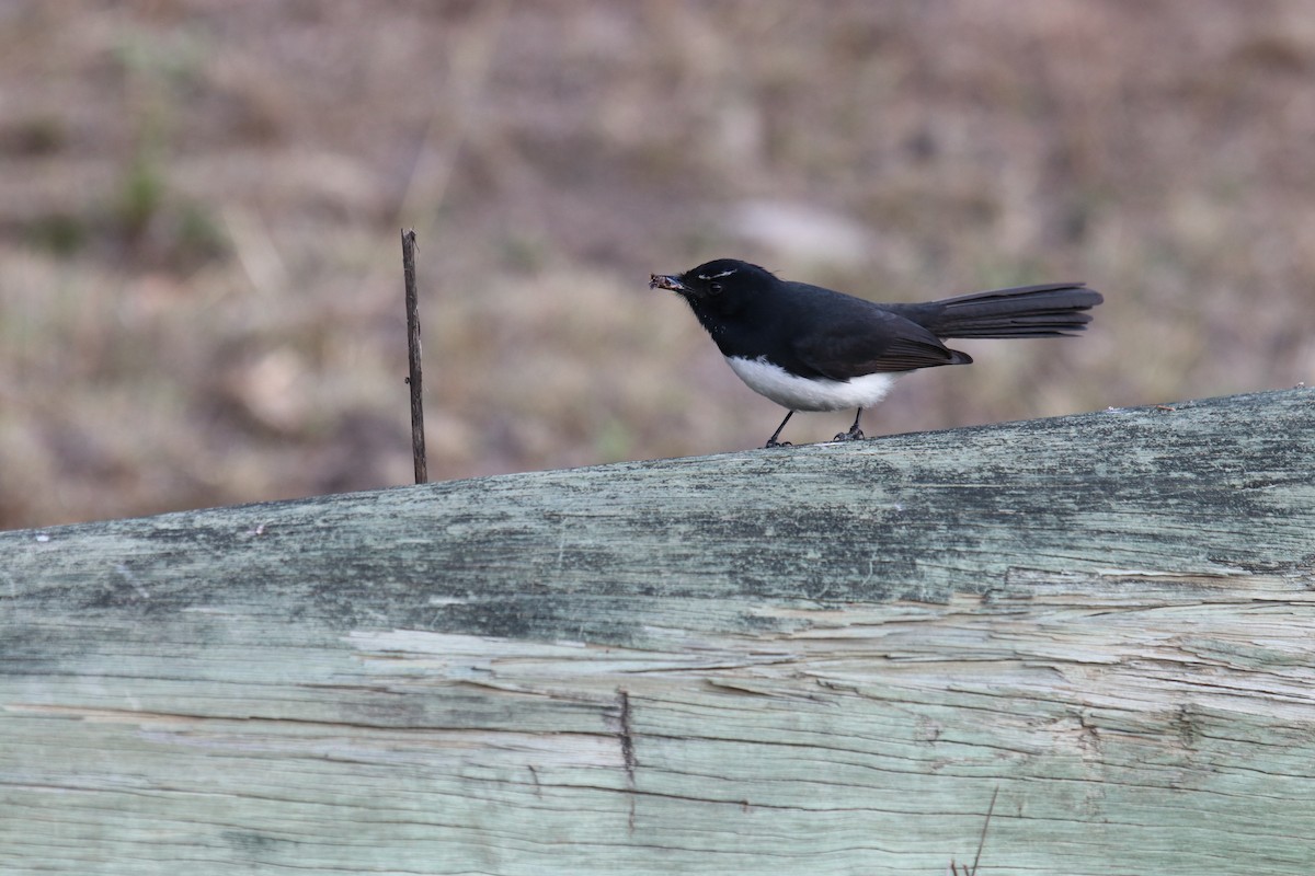 Willie-wagtail - Cesar Lacerda