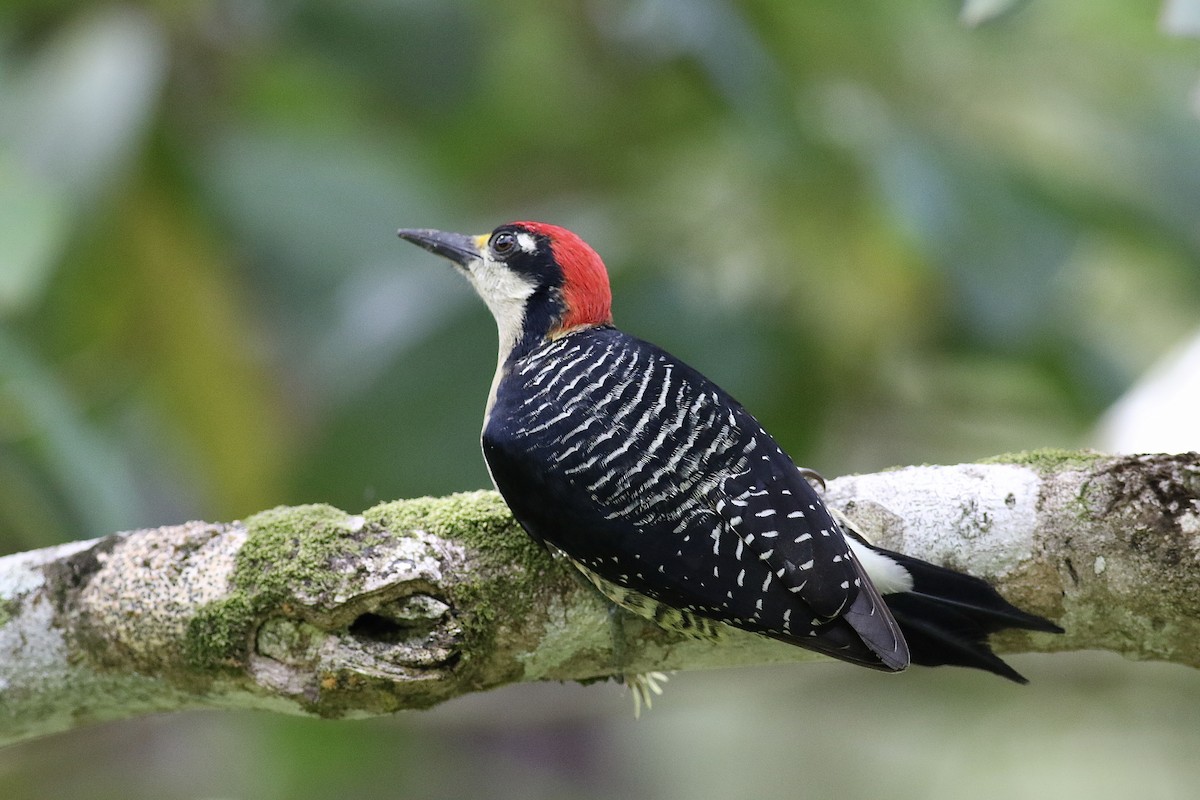 Black-cheeked Woodpecker - Mark Jarrett