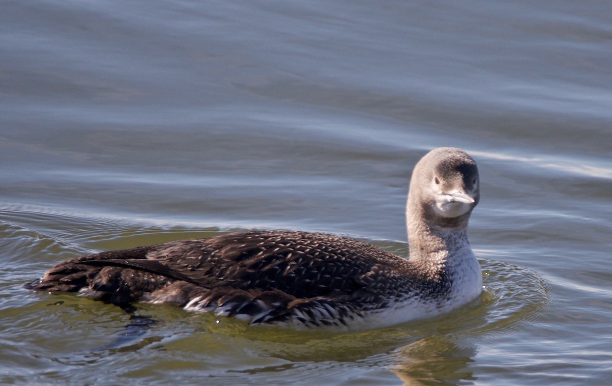 Red-throated Loon - ML140764911