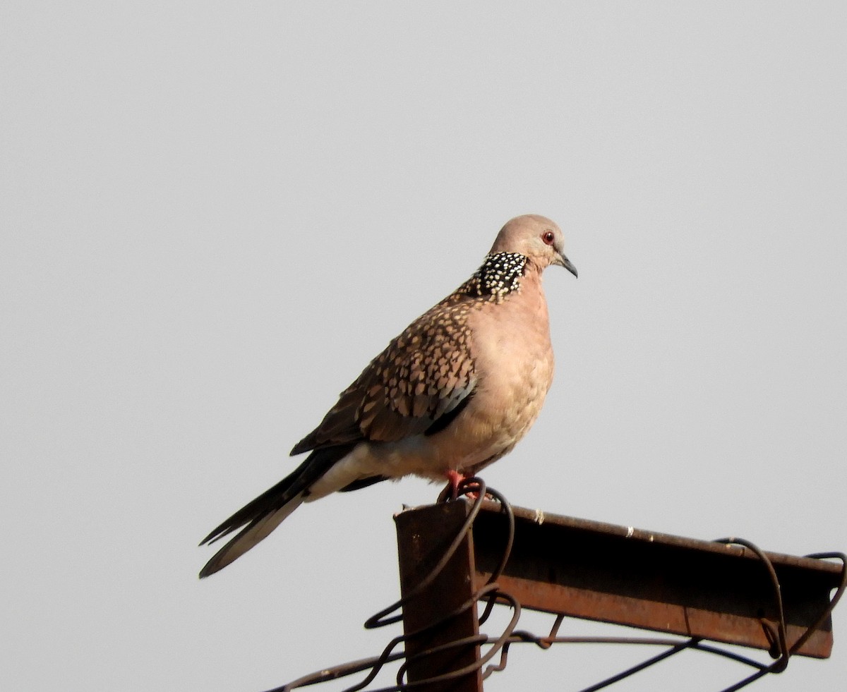 Spotted Dove - ML140765191