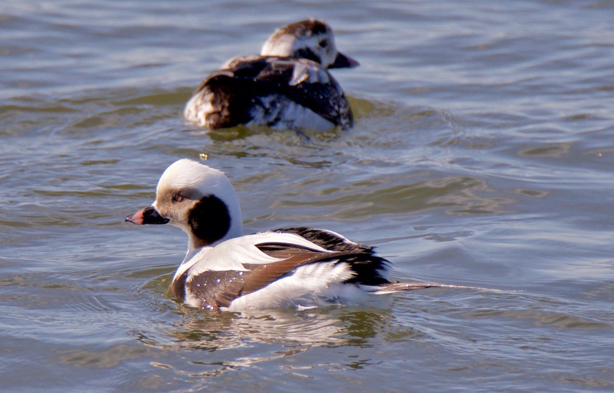 Long-tailed Duck - ML140765661