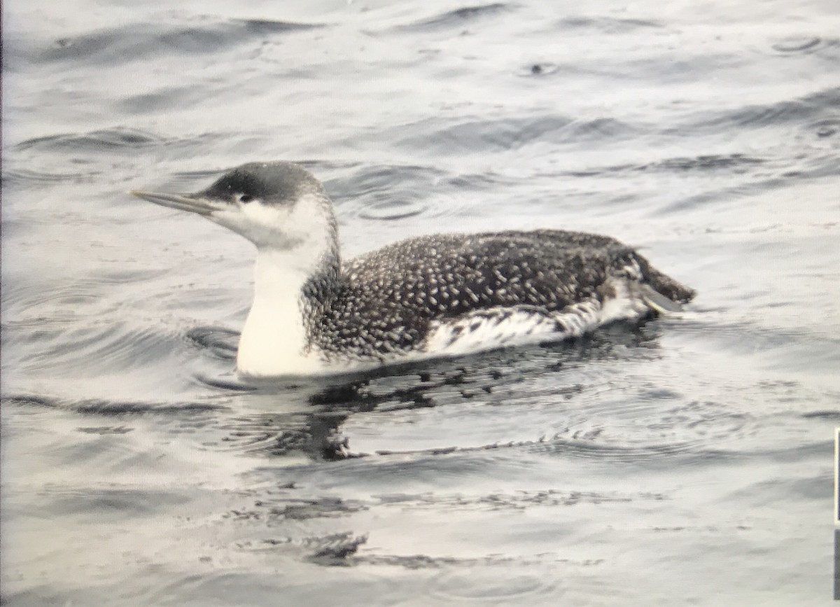 Red-throated Loon - ML140766631