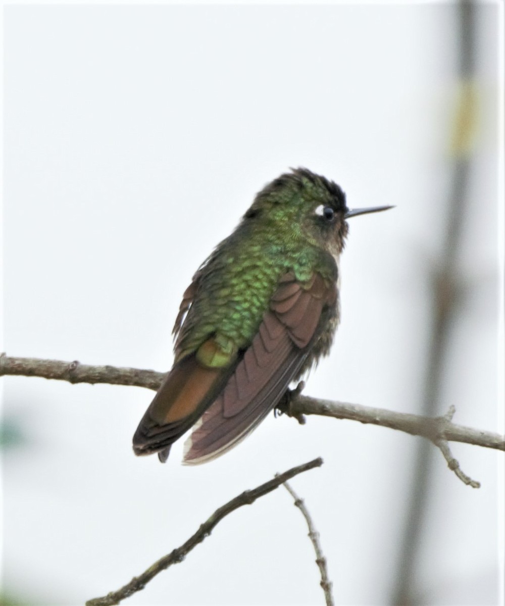 Tyrian Metaltail - Sue Riffe