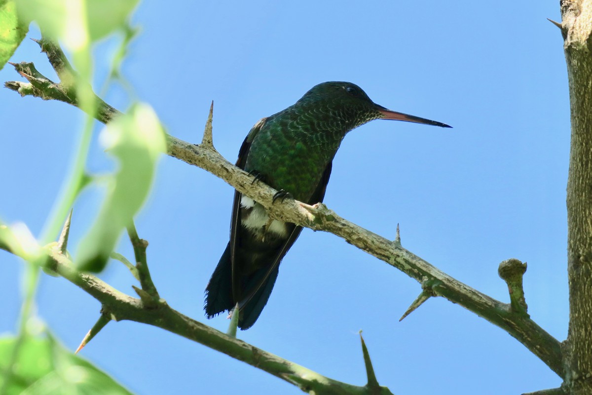 Blue-tailed Hummingbird - Joe Coppock