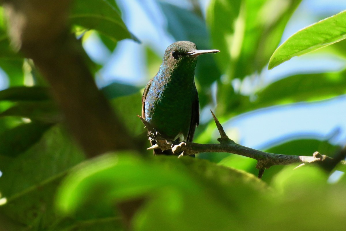 Blue-tailed Hummingbird - ML140767941