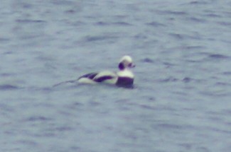 Long-tailed Duck - ML140767971