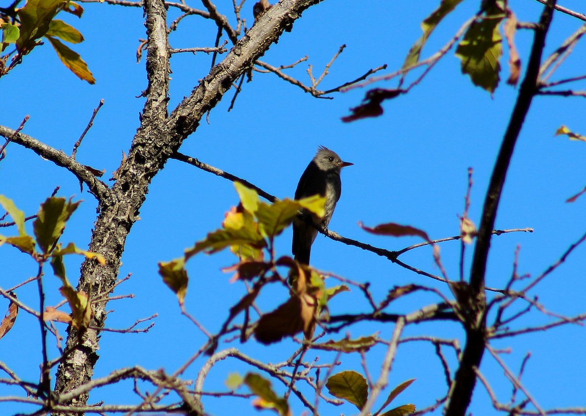 Greater Pewee - ML140768241