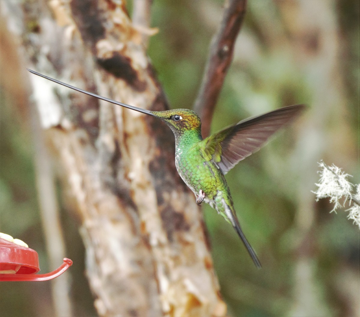 Sword-billed Hummingbird - Sue Riffe