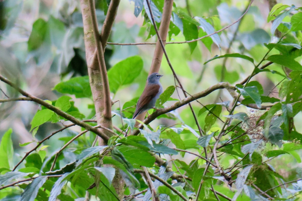 Brown-backed Solitaire - ML140768561
