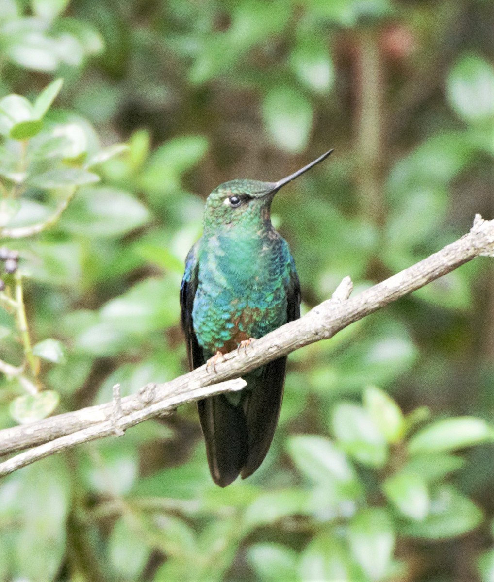 kolibřík modrokřídlý - ML140769751