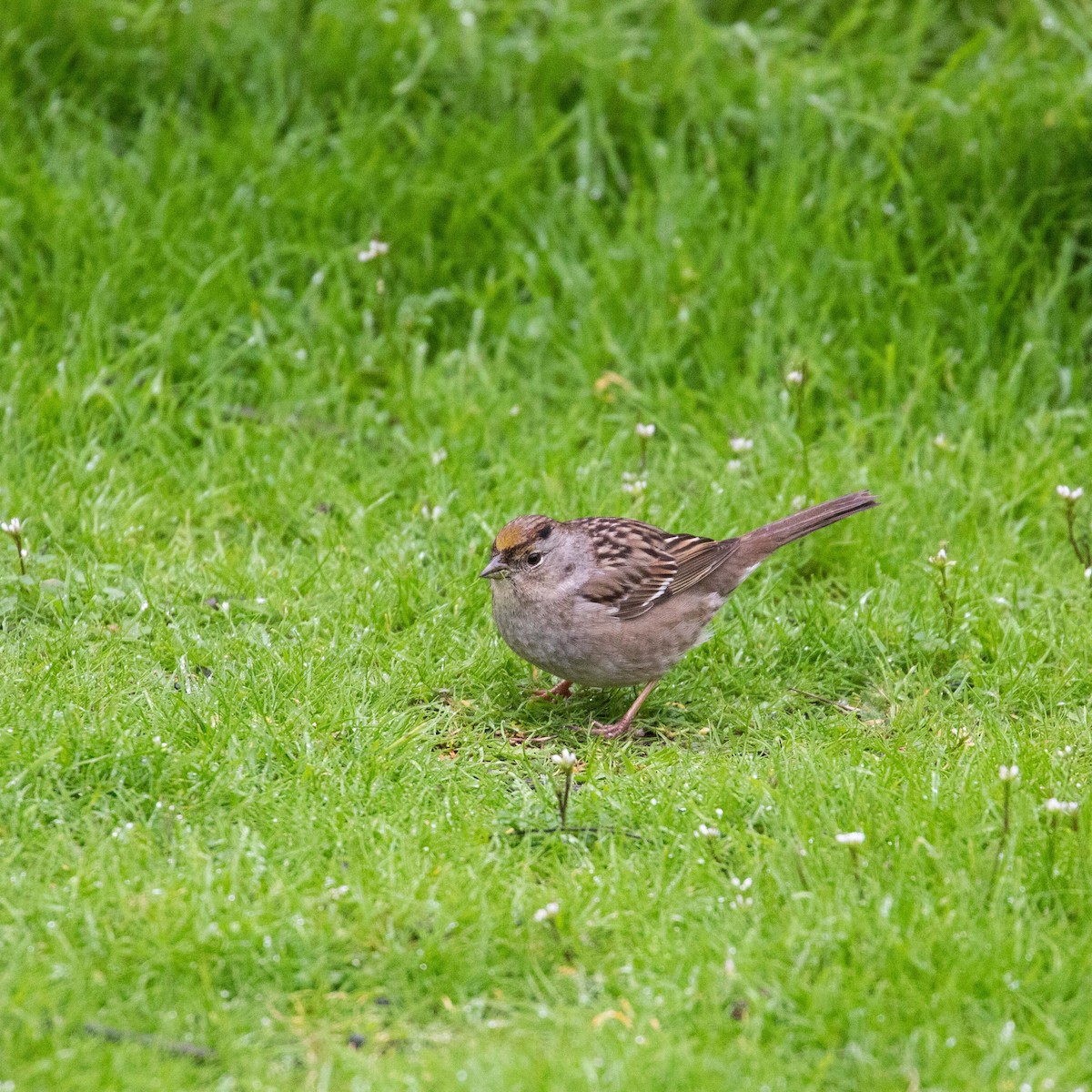 Golden-crowned Sparrow - John Hurley