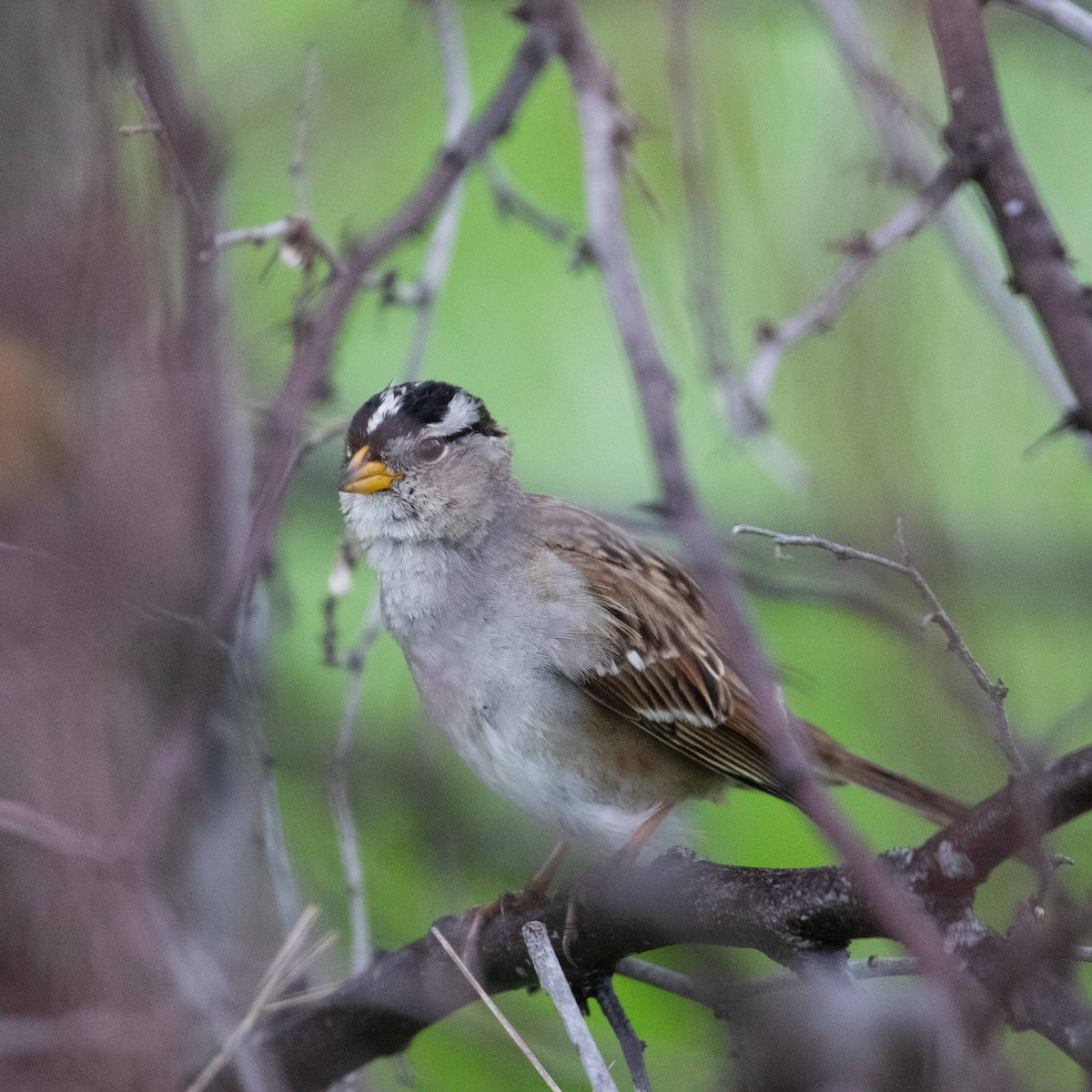 White-crowned Sparrow - John Hurley