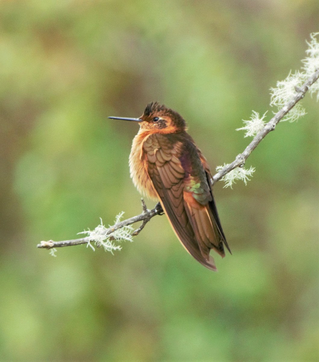 kolibřík duhovohřbetý - ML140773101