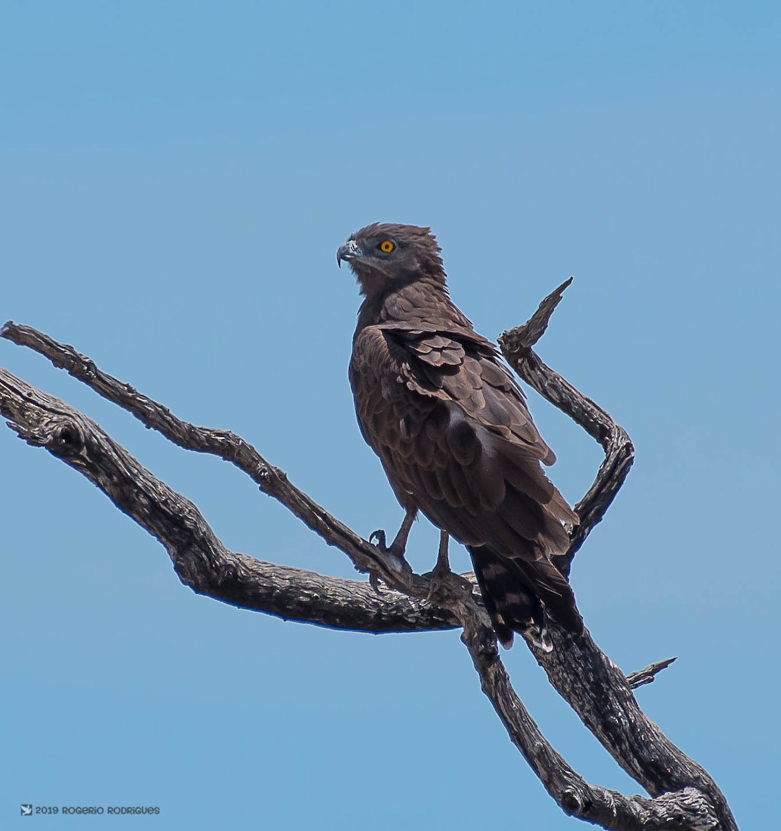 Brown Snake-Eagle - Rogério Rodrigues