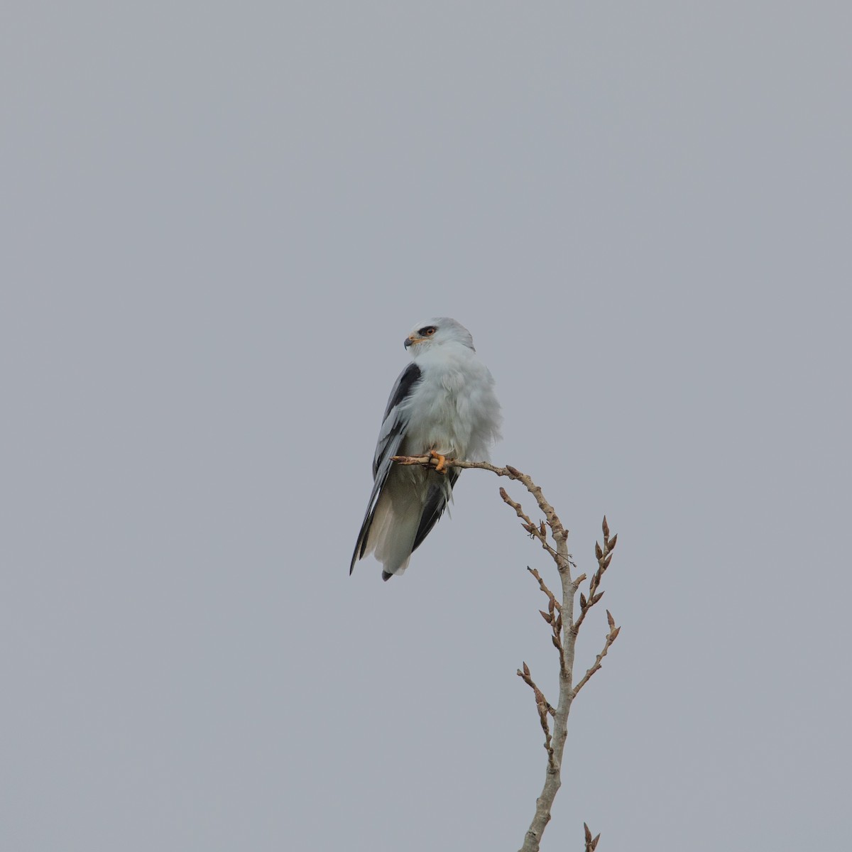 White-tailed Kite - ML140773841