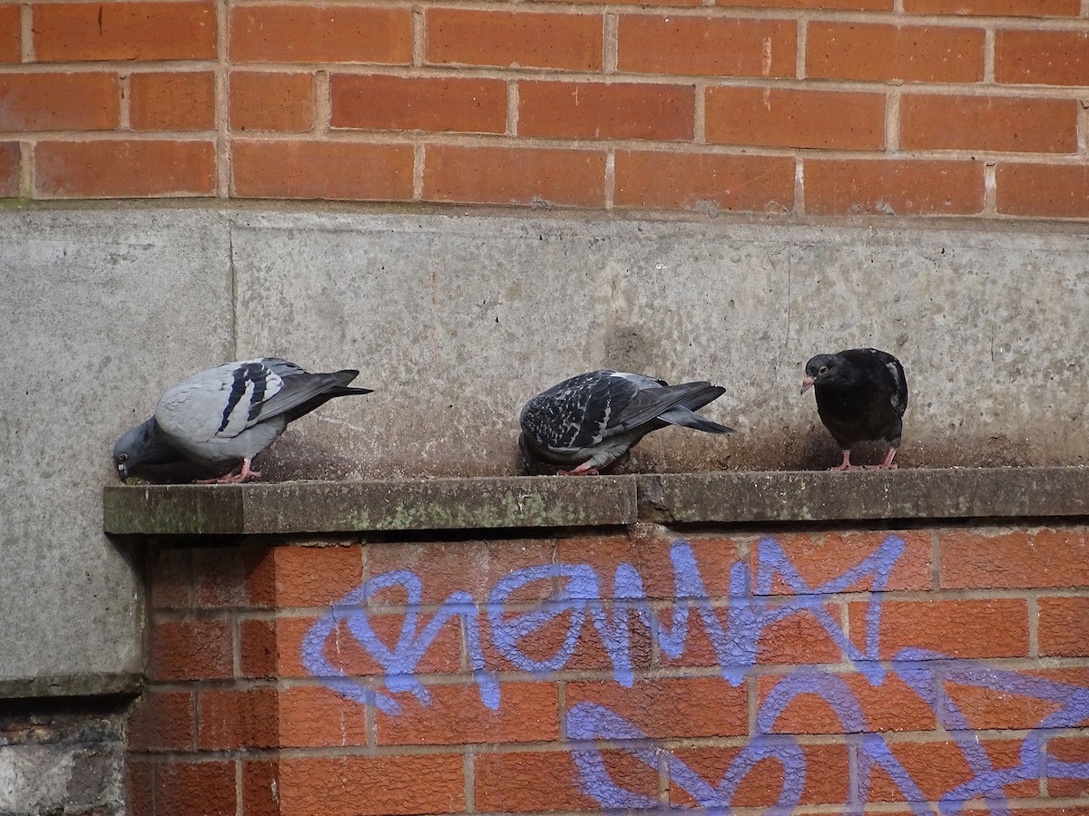 Rock Pigeon (Feral Pigeon) - A Emmerson