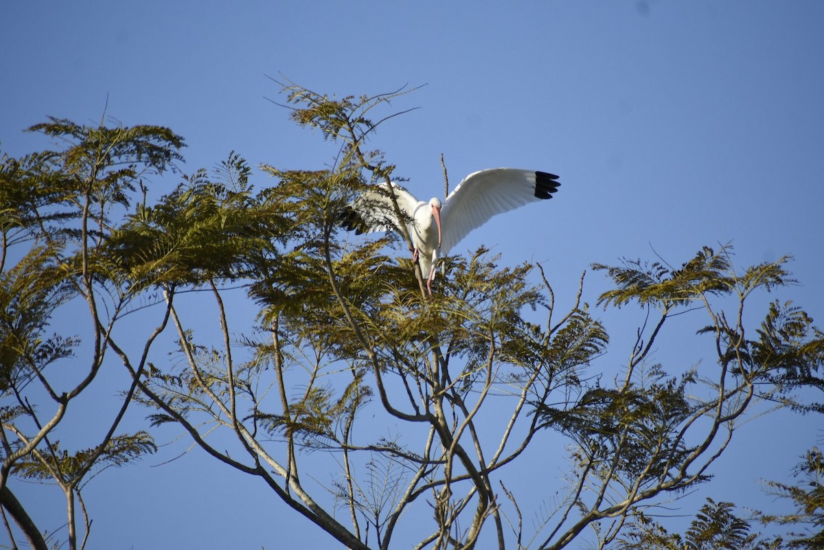 White Ibis - John Karratti