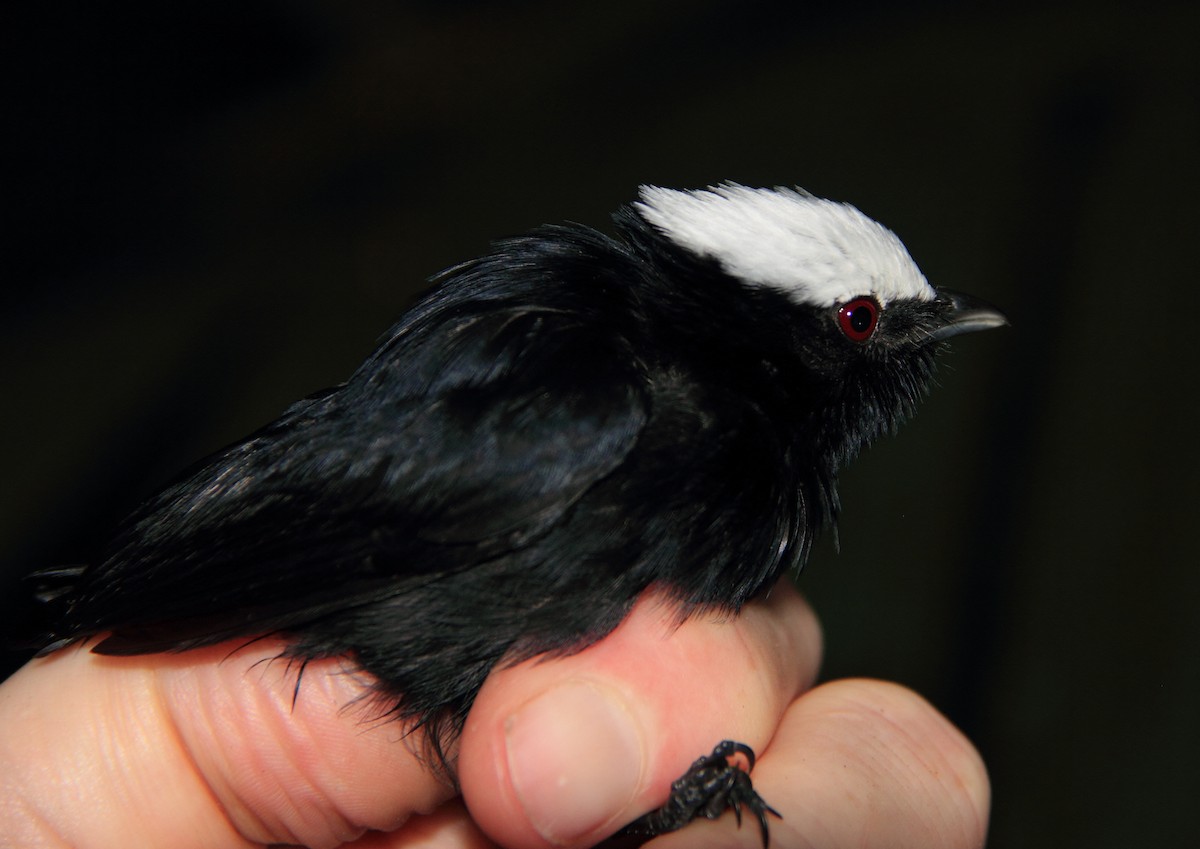 White-crowned Manakin - Phil Stouffer