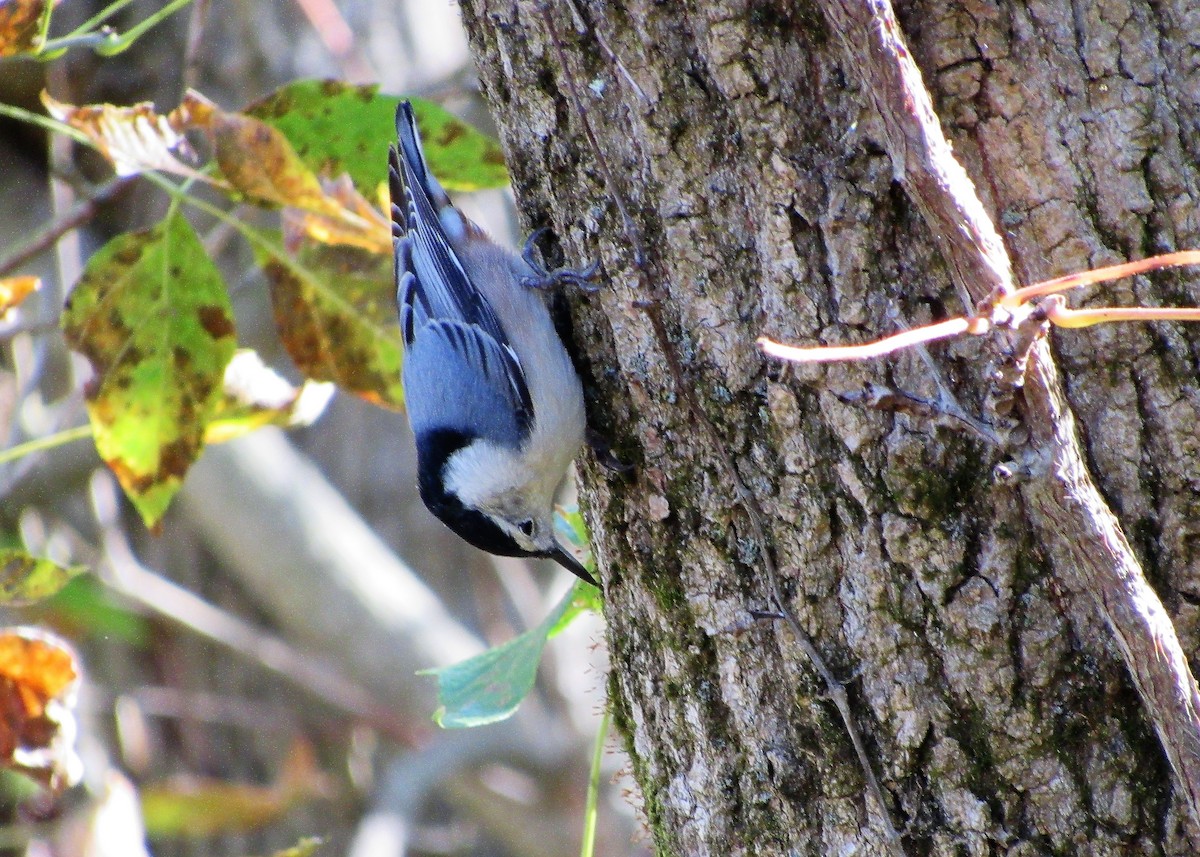 White-breasted Nuthatch - ML140783041