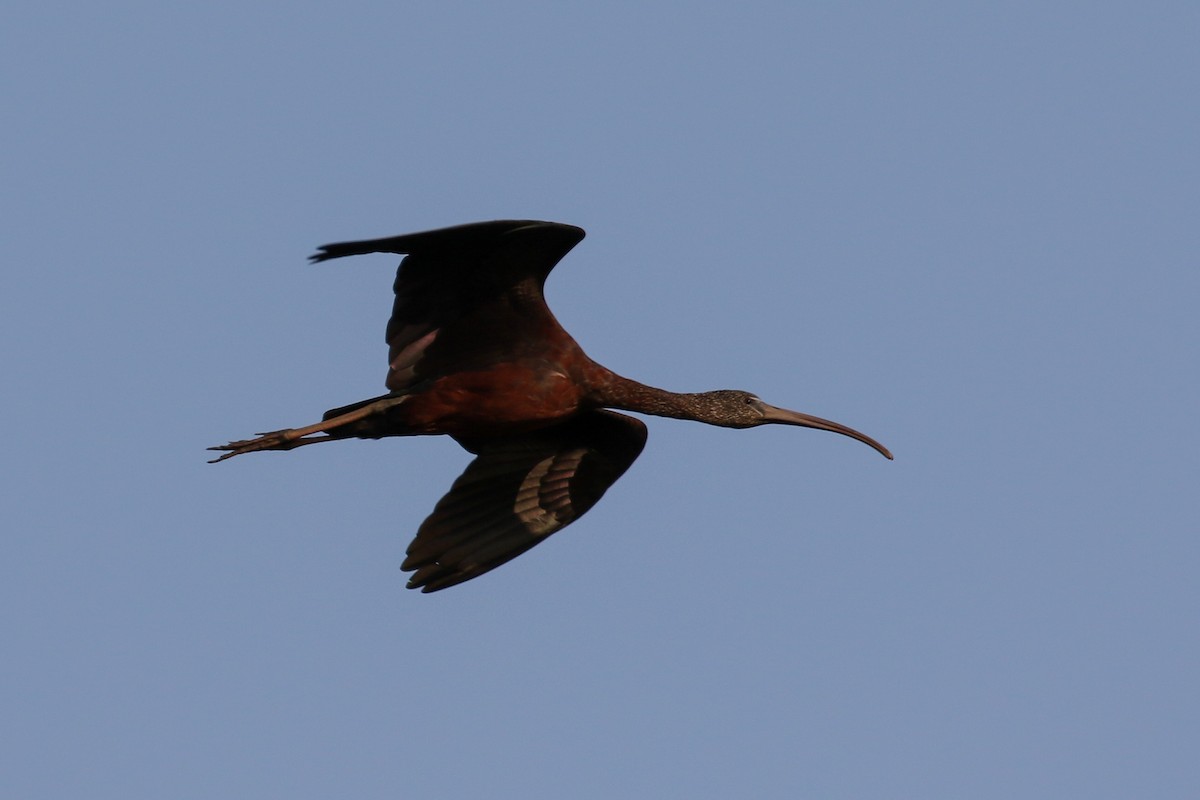 ibis hnědý - ML140783301