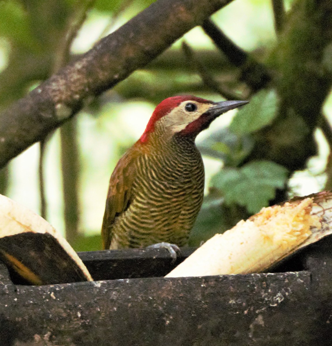 Golden-olive Woodpecker - Sue Riffe