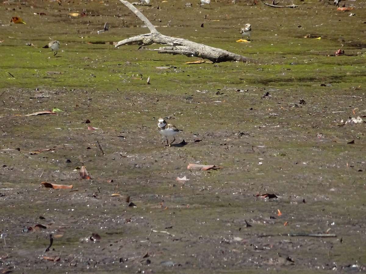 Semipalmated Plover - ML140784361