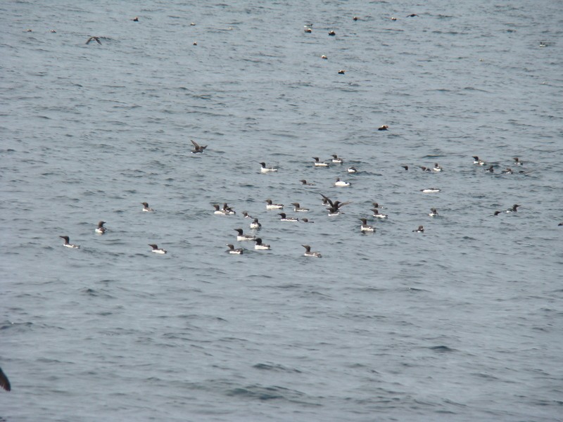 Thick-billed Murre - ML140784961
