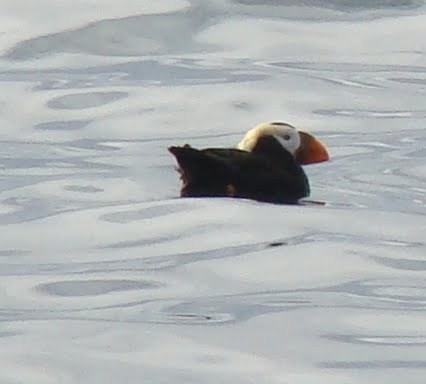 Tufted Puffin - ML140785161