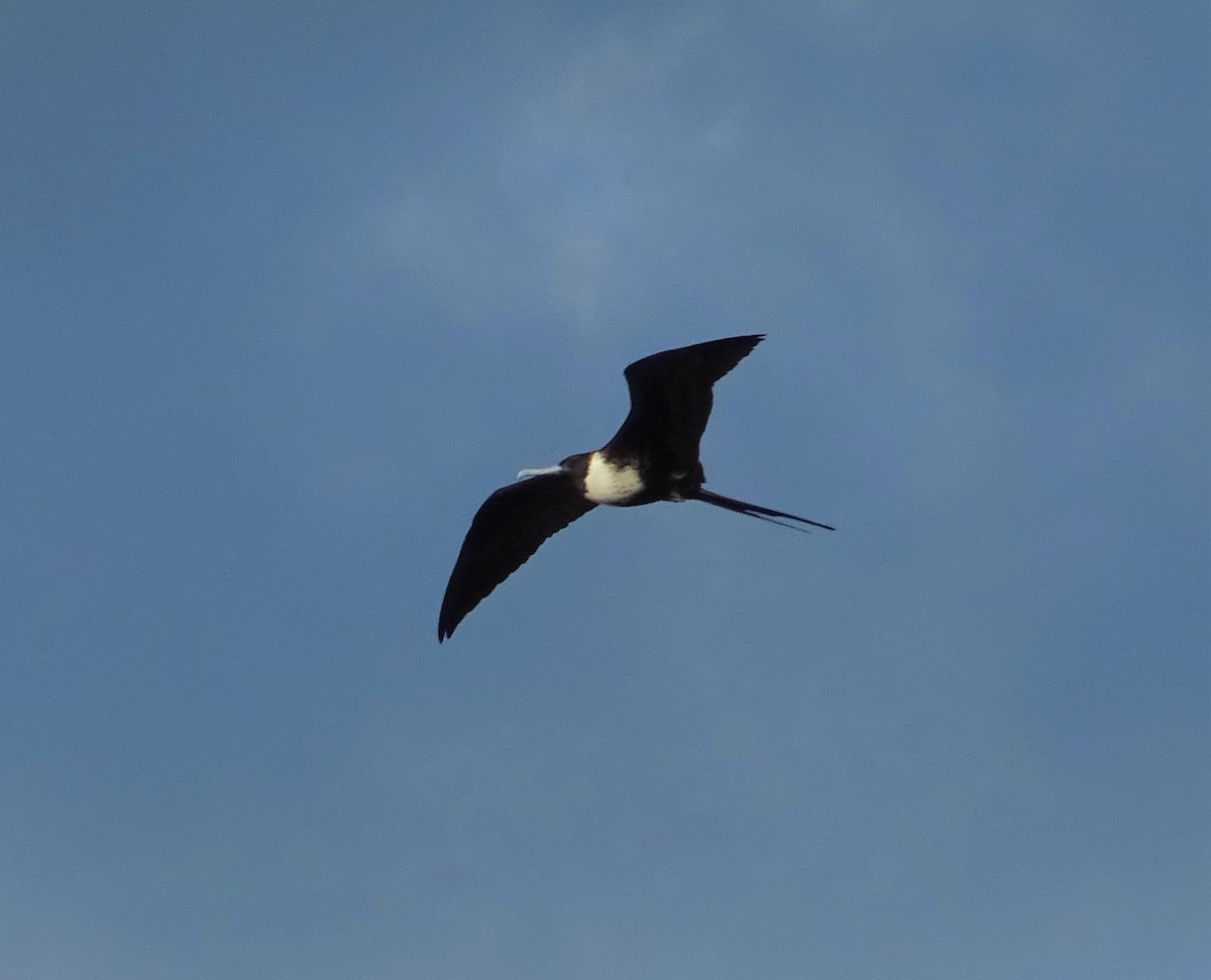 Magnificent Frigatebird - KELLI DELGADO