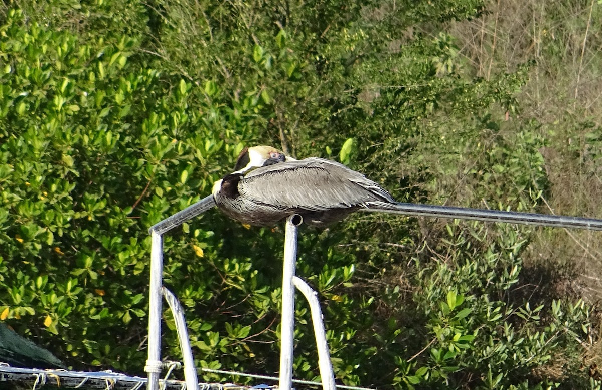 Brown Pelican - KELLI DELGADO