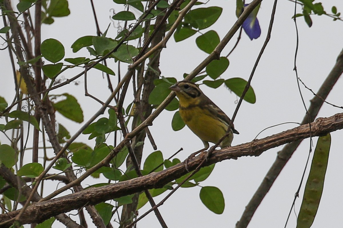Yellow-breasted Bunting - ML140789991