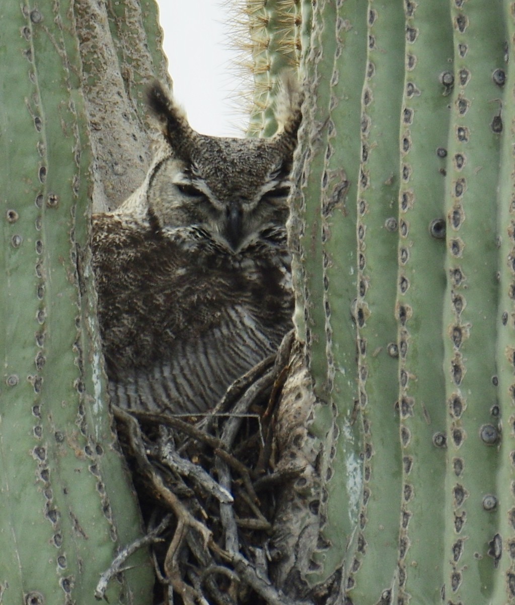 Great Horned Owl - James Taylor