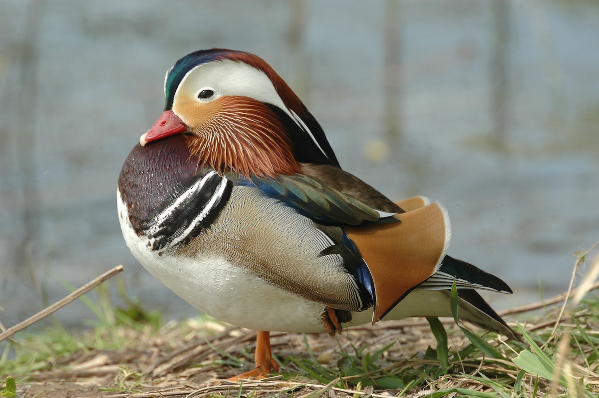 Mandarin Duck - Volker Hesse