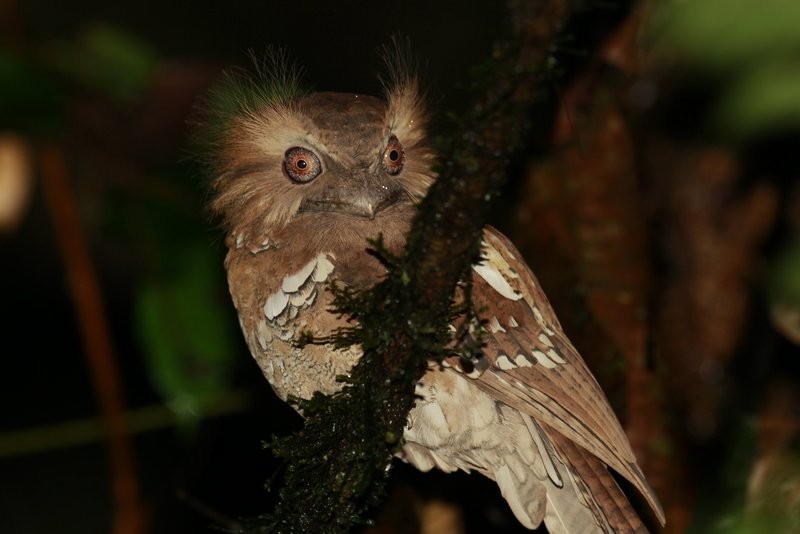 Philippine Frogmouth - Carmelo López Abad