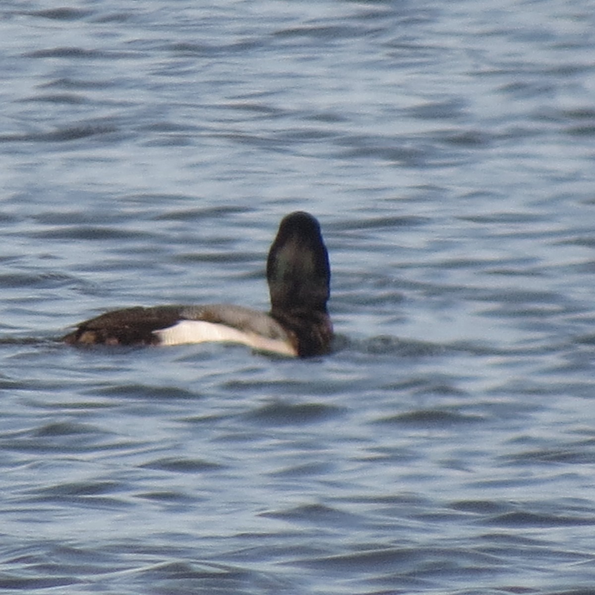 Greater Scaup - ML140793001