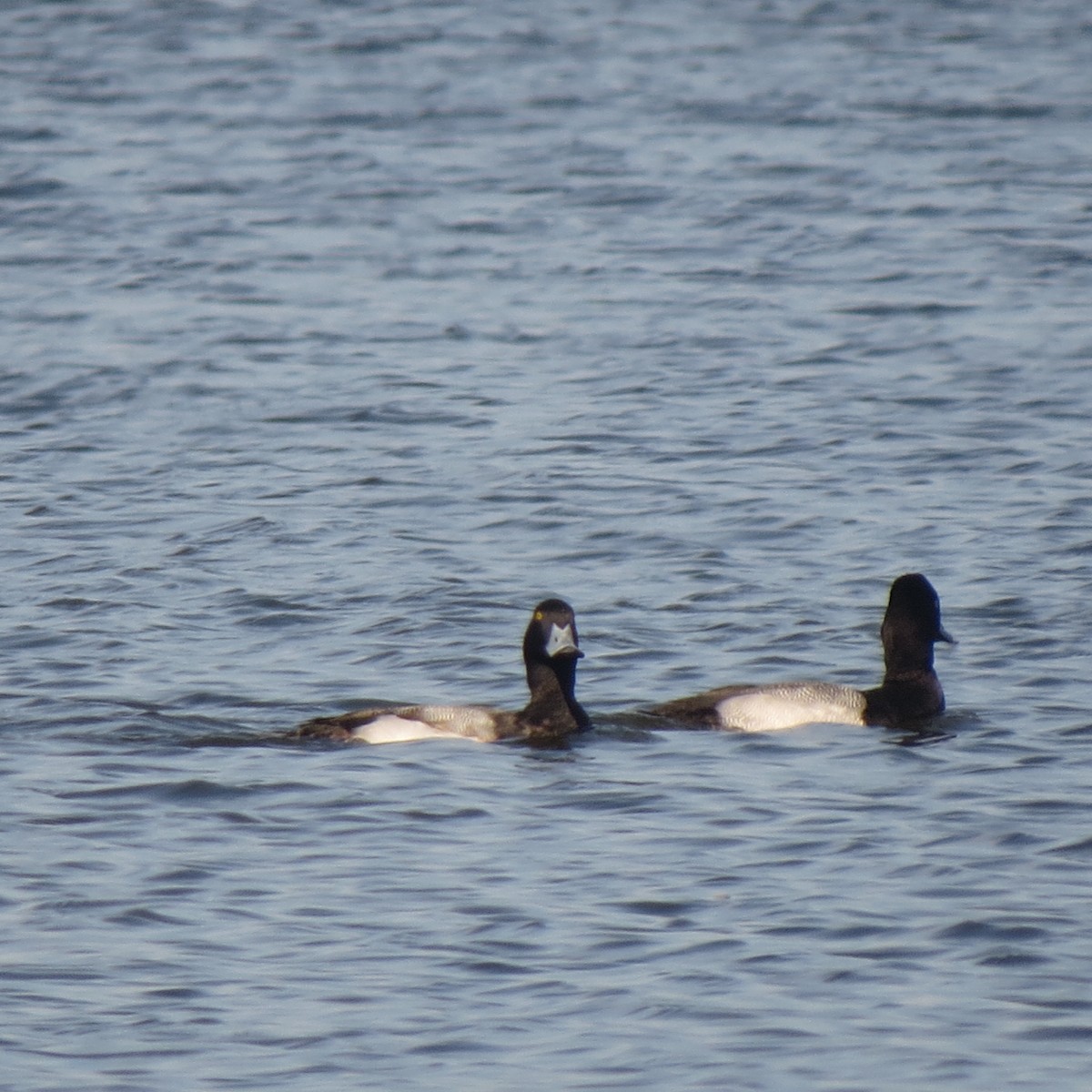 Greater Scaup - ML140793011