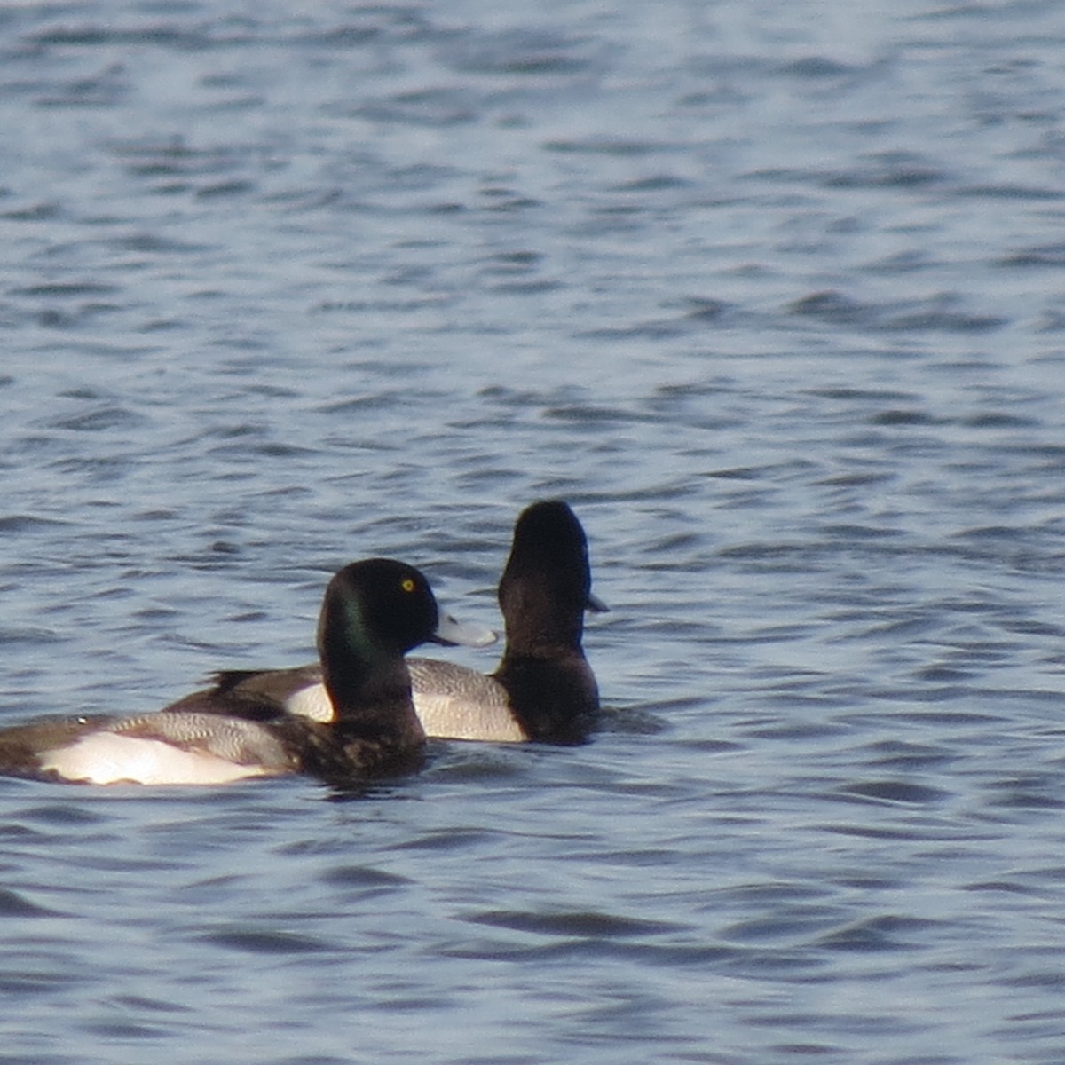 Greater Scaup - ML140793021