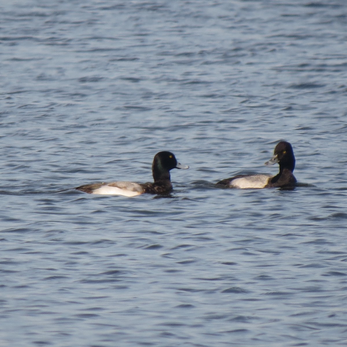 Greater Scaup - ML140793031