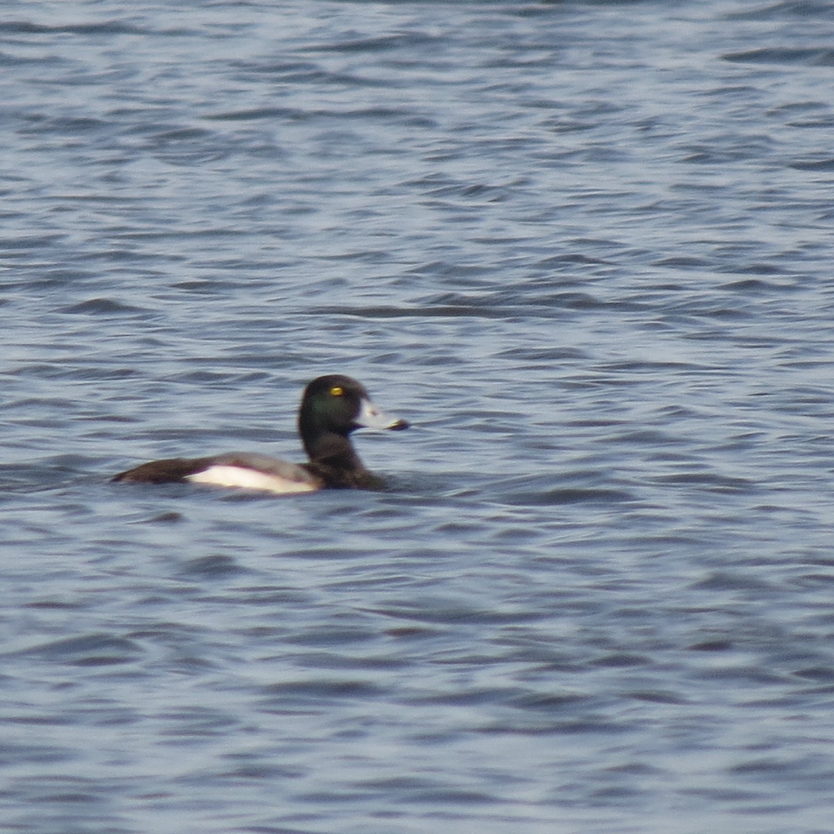 Greater Scaup - ML140793041
