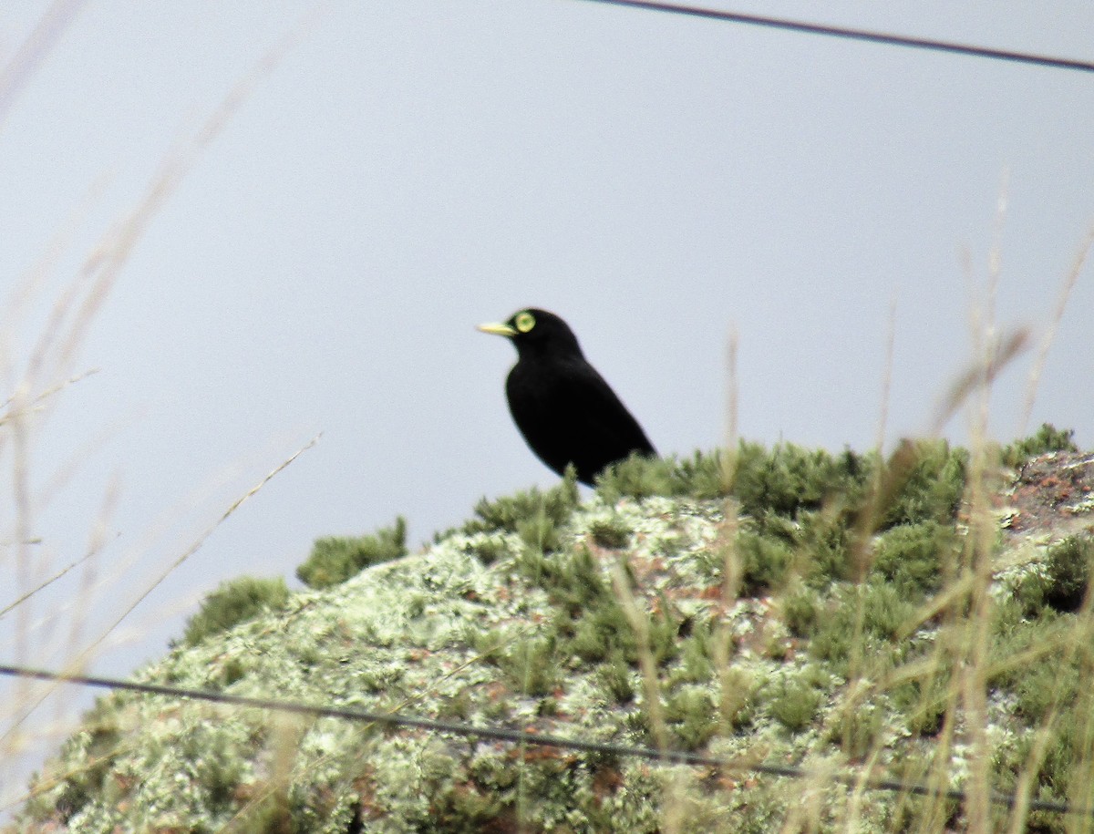 Spectacled Tyrant - ML140795001