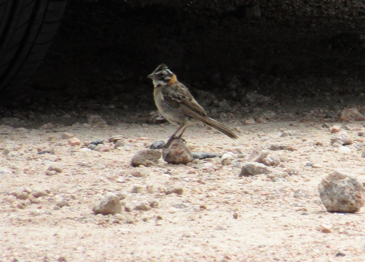 Rufous-collared Sparrow - ML140795601