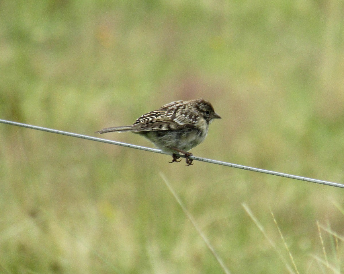 Rufous-collared Sparrow - ML140795781