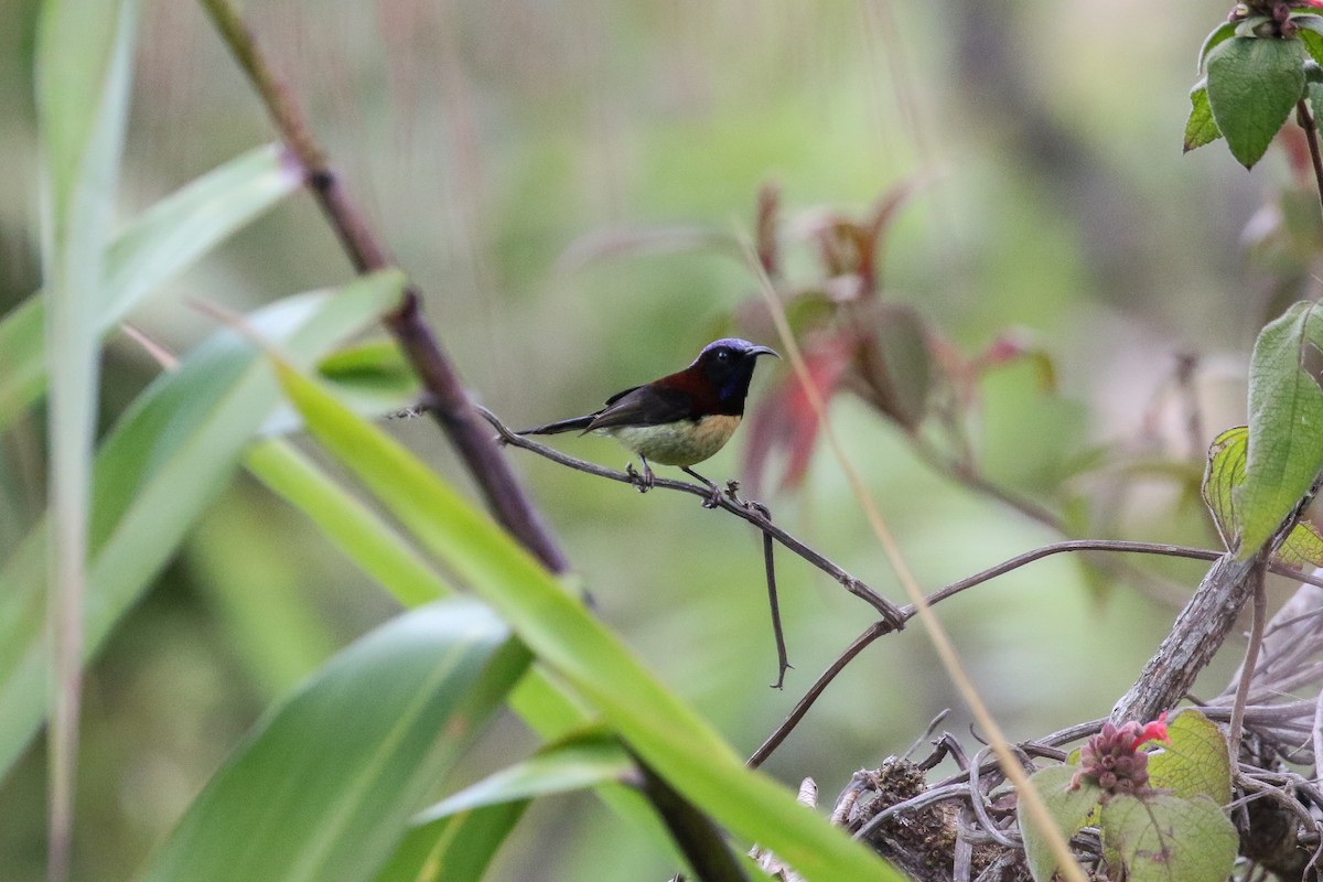 Black-throated Sunbird - ML140796391
