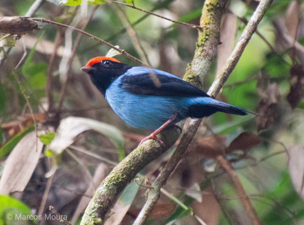 Swallow-tailed Manakin - Marcos Moura