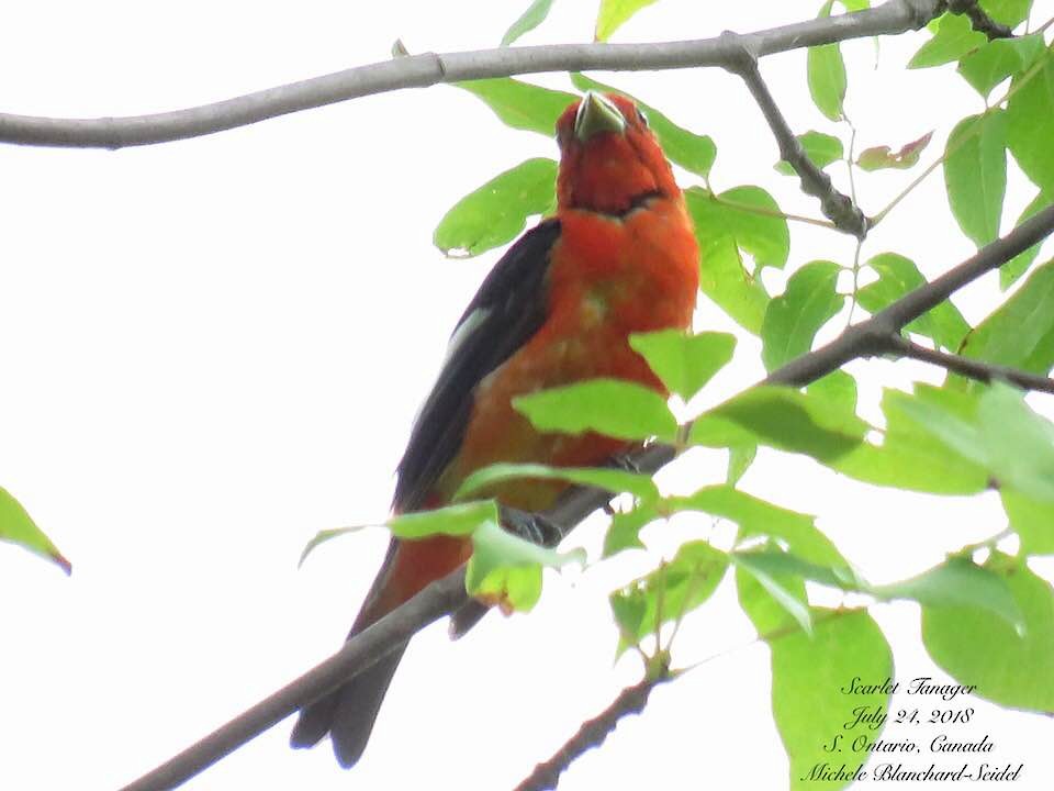 Scarlet Tanager - Michele Blanchard