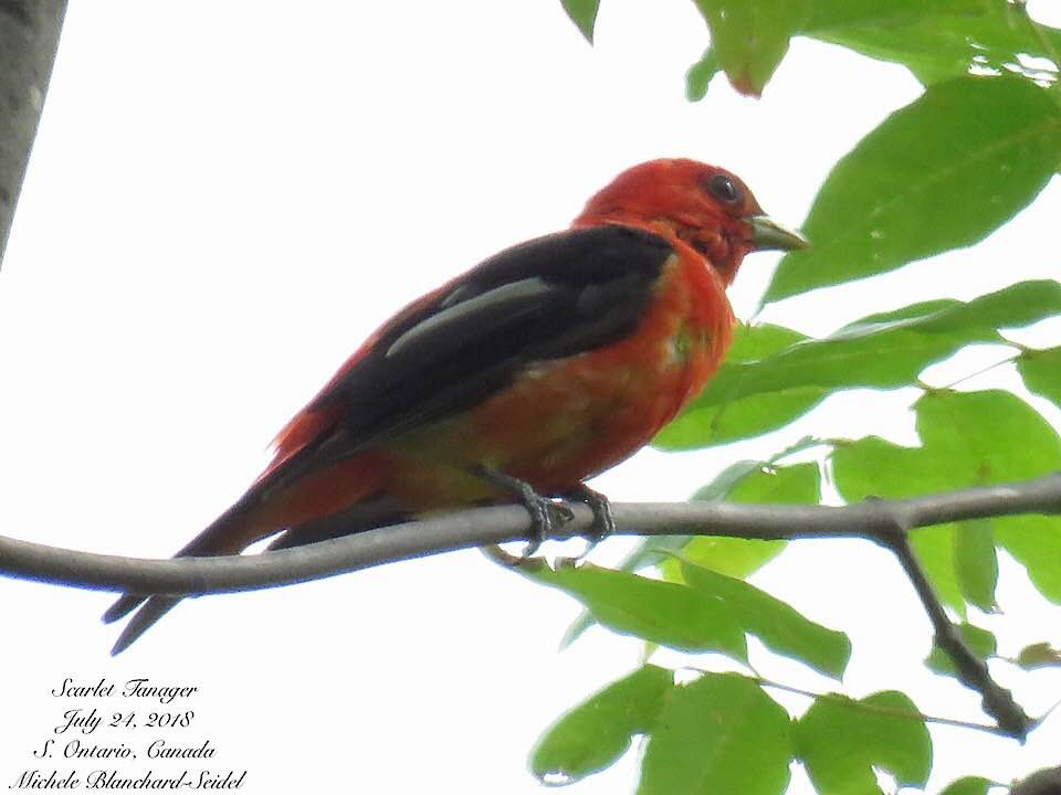 Scarlet Tanager - Michele Blanchard