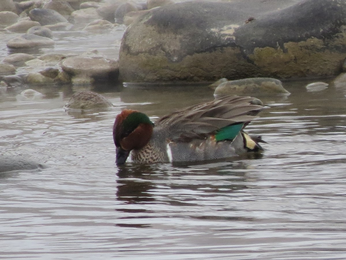 Green-winged Teal - ML140797961