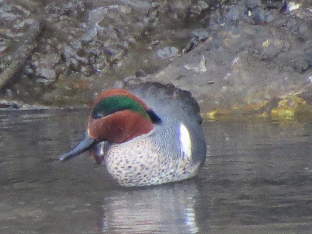 Green-winged Teal - ML140797971