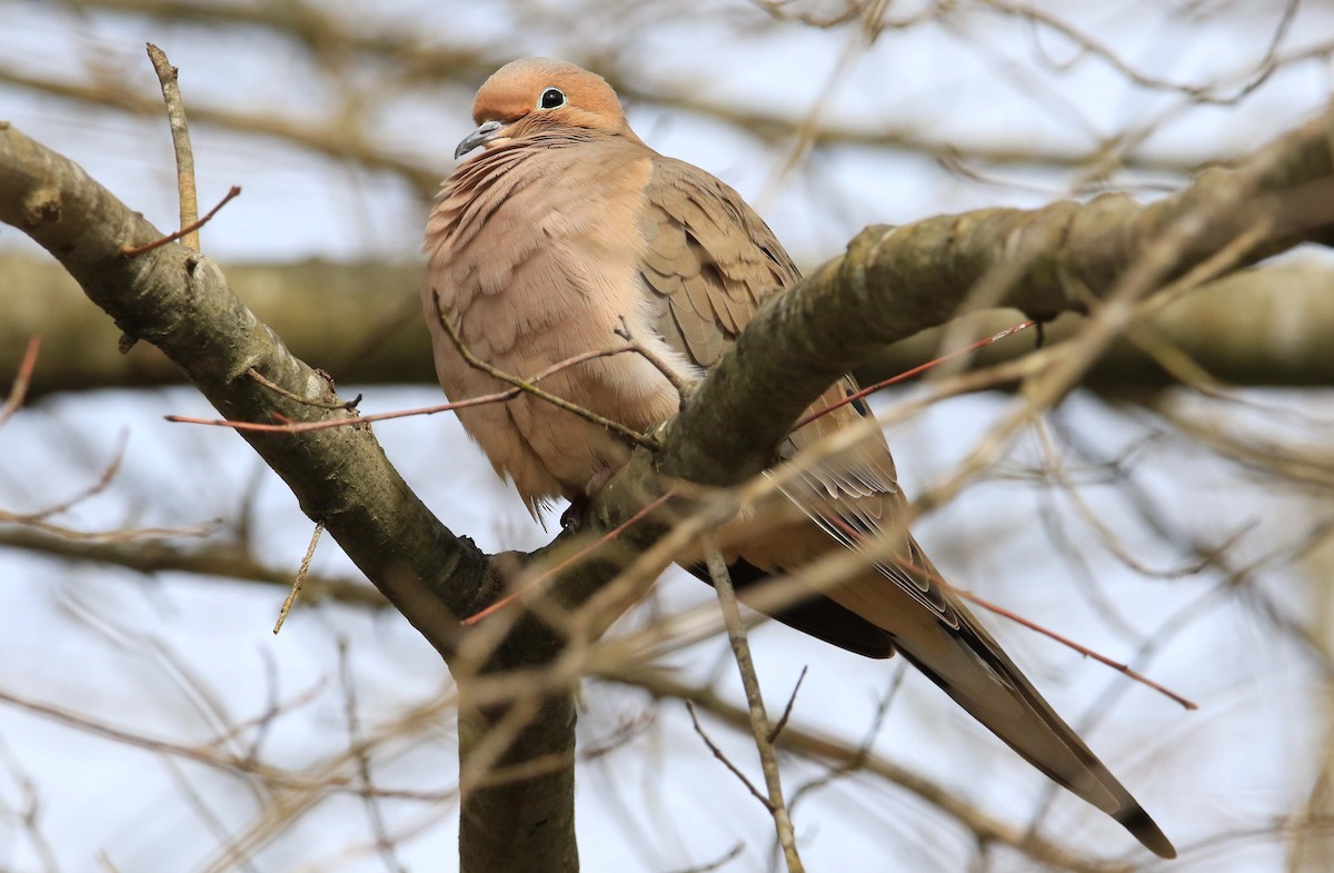 Mourning Dove - Jeff Holmes